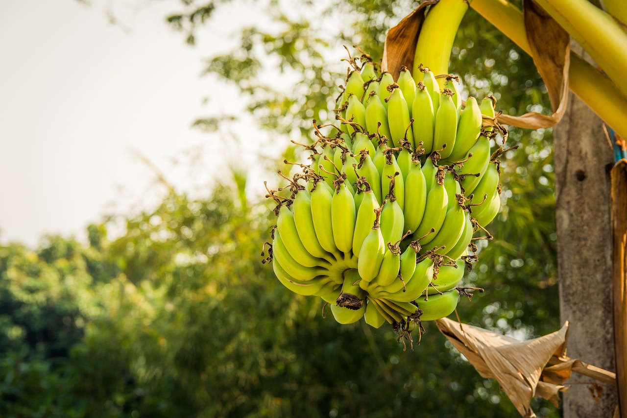 banana-extract
