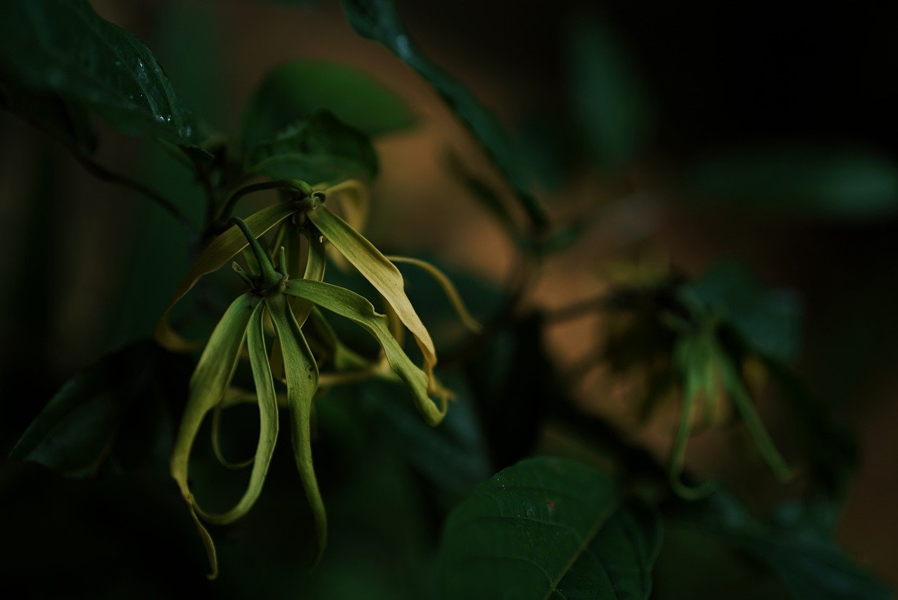 ylang-ylang-extract