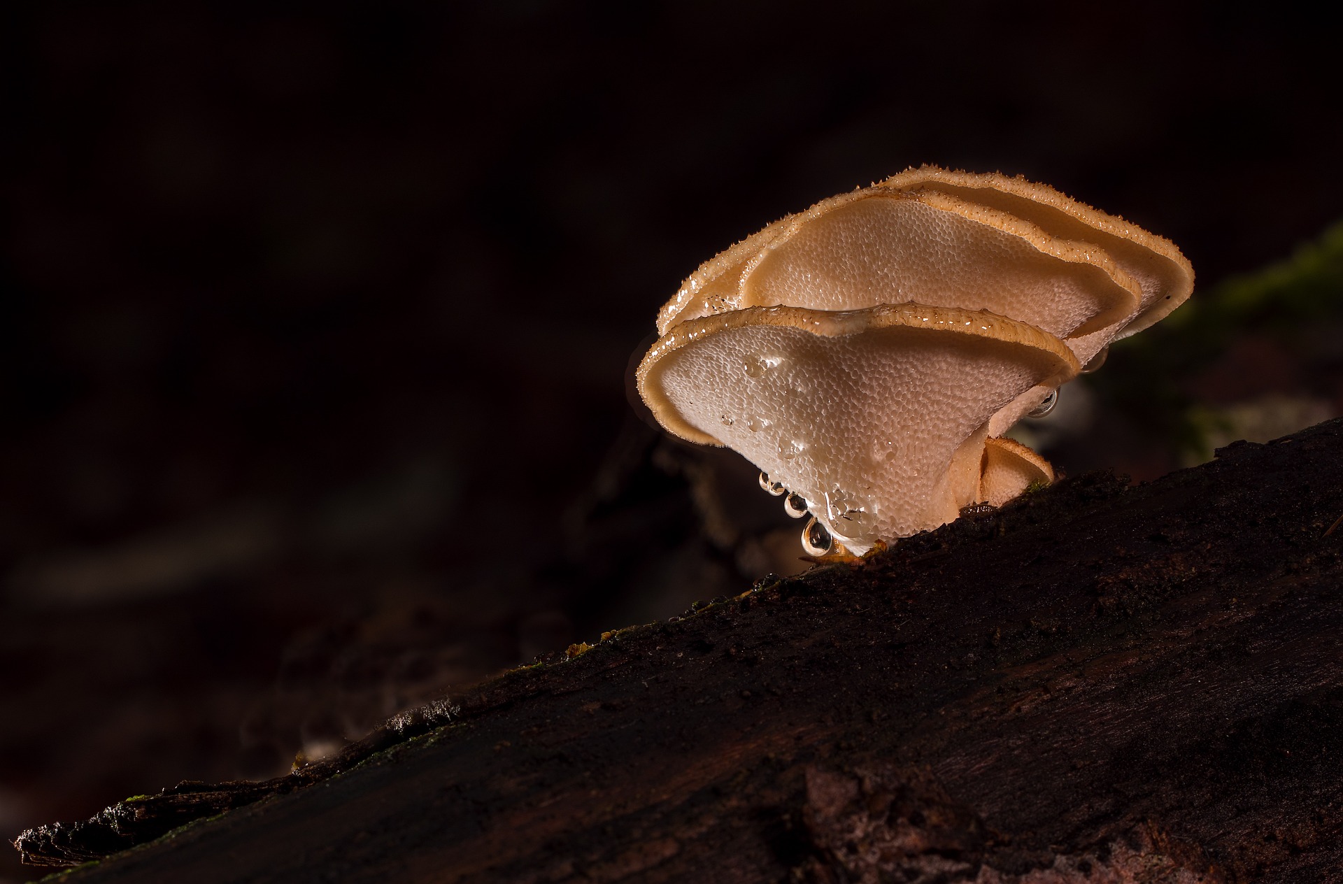 mushroom-extract