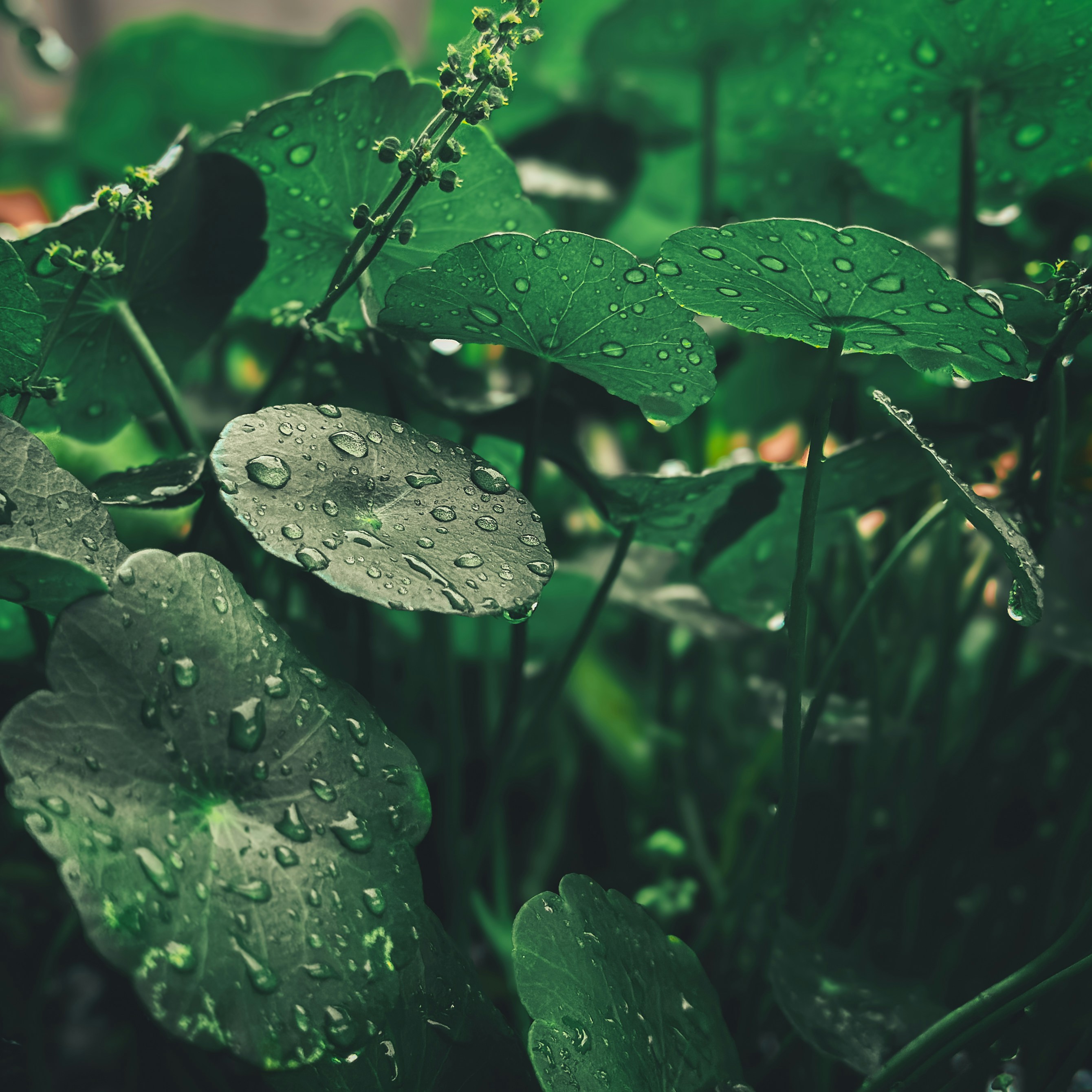 centella-asiatica-extract
