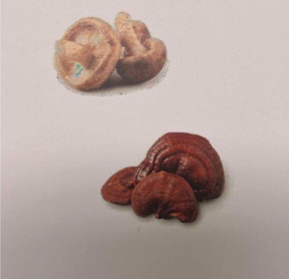 mushroom-extracts-research