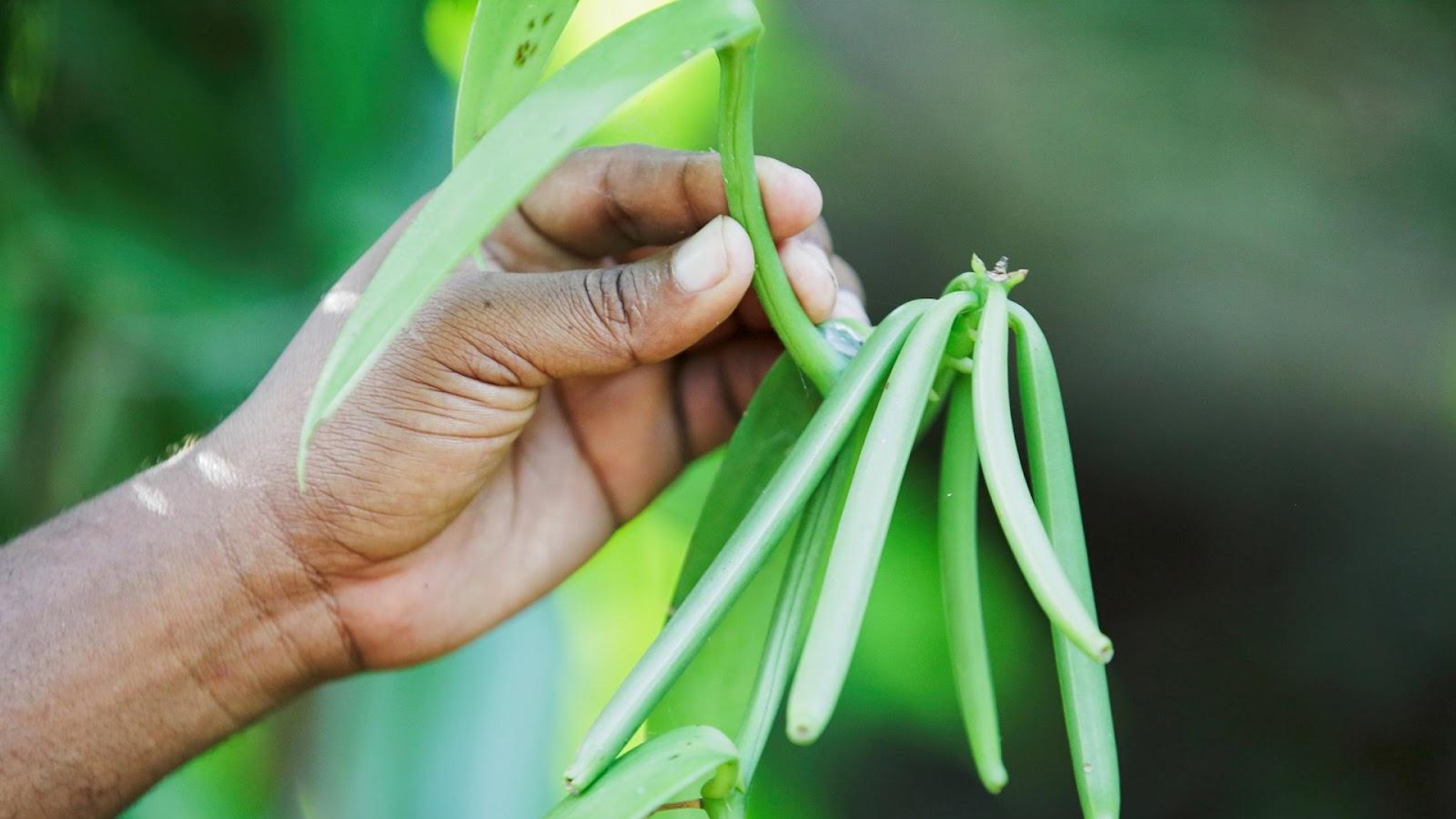 organic-vanilla-harvest