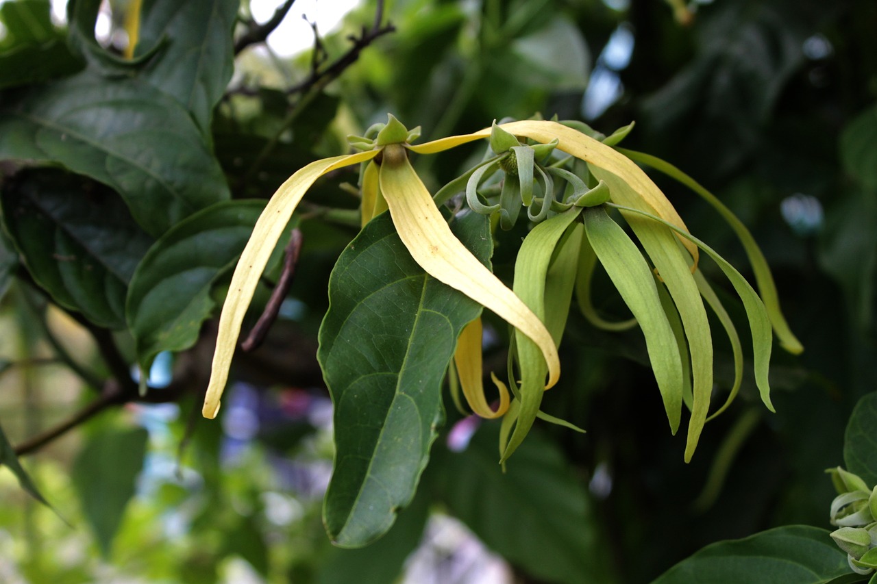 ylang-ylang-terpenes